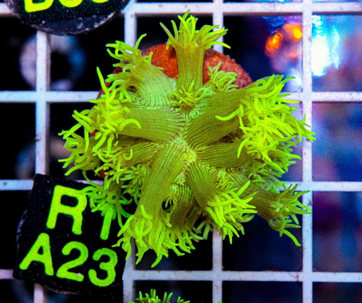 Aussie Aquacultured Goniopora "WYSIWYG"