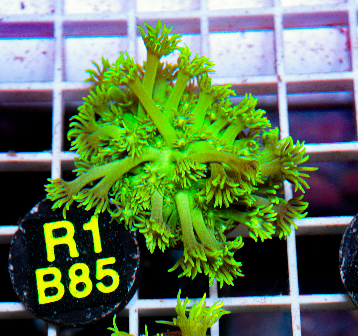 Aussie Aquacultured Goniopora "WYSIWYG"