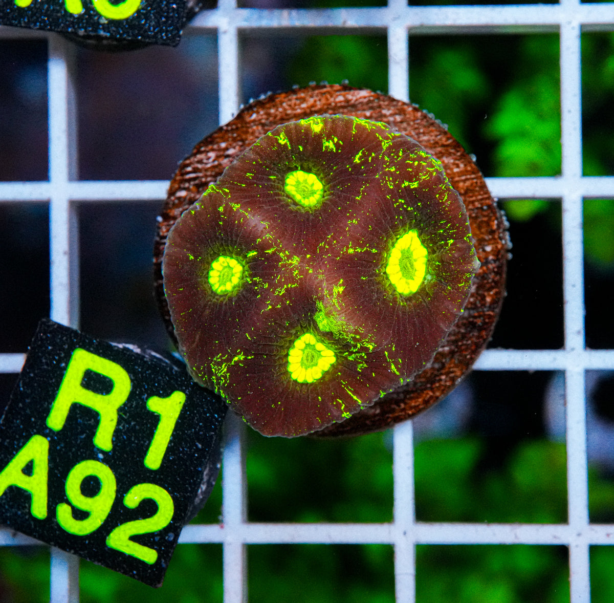 Aussie Aquacultured Goniastrea "WYSIWYG"