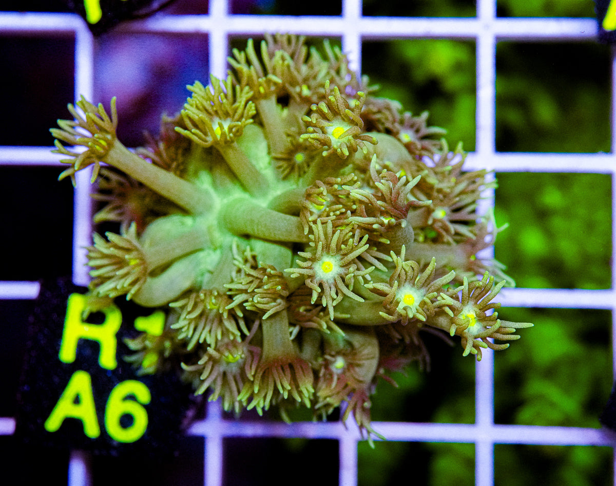 Aussie Aquacultured Goniopora "WYSIWYG"