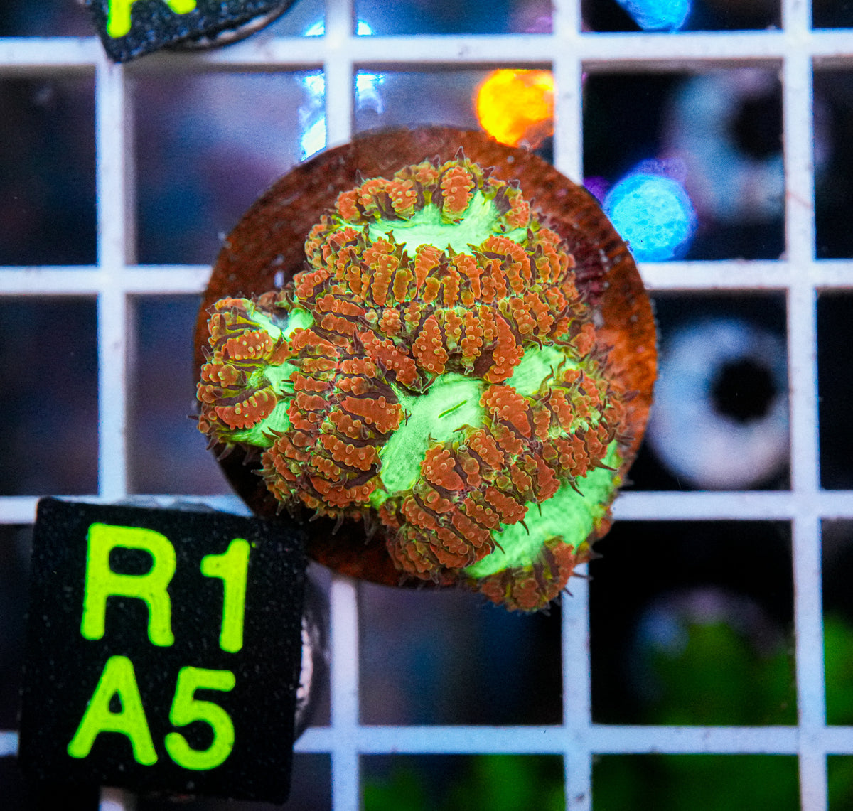 Aussie Aquacultured Blasto "WYSIWYG"