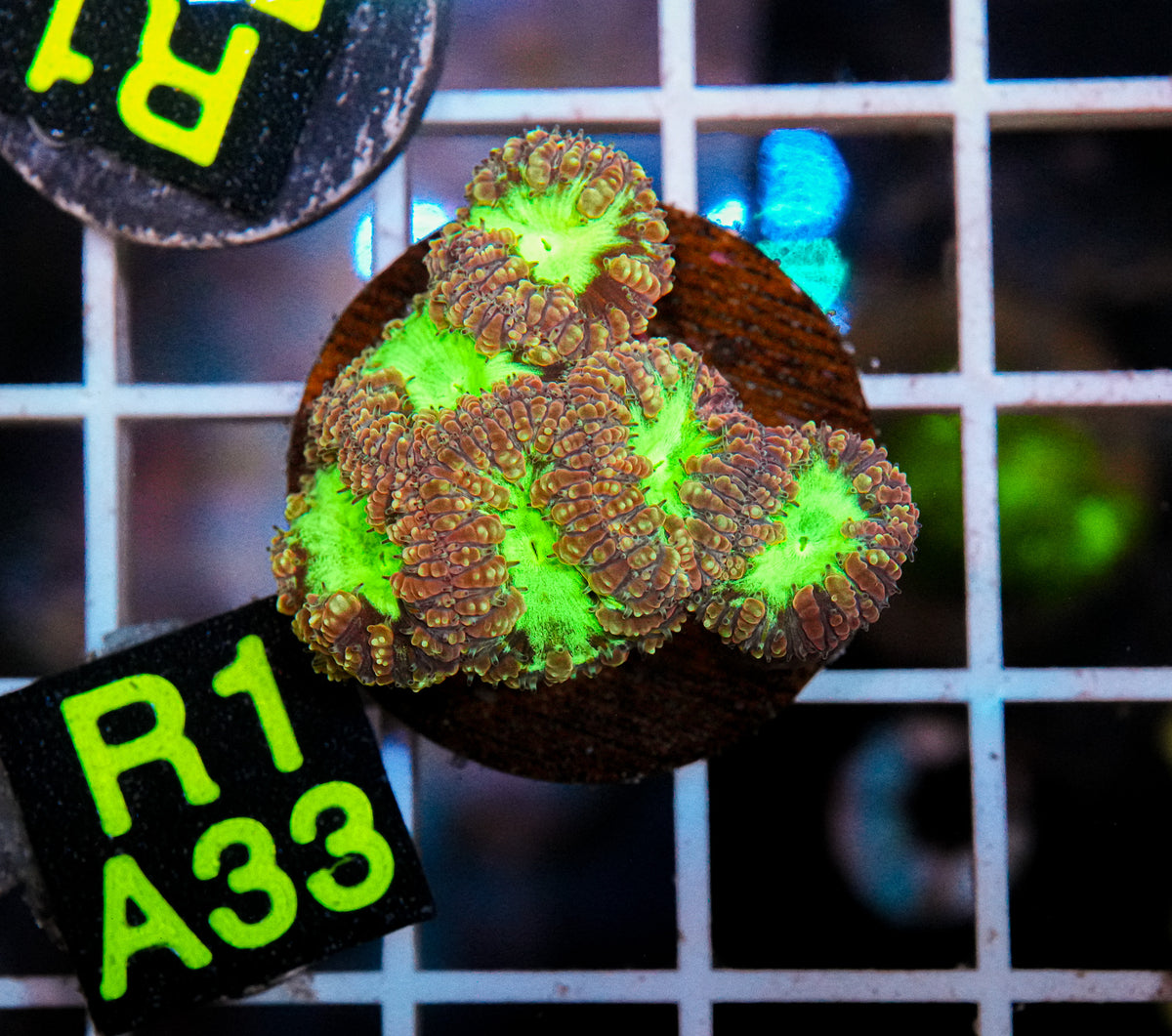 Aussie Aquacultured Blasto "WYSIWYG"