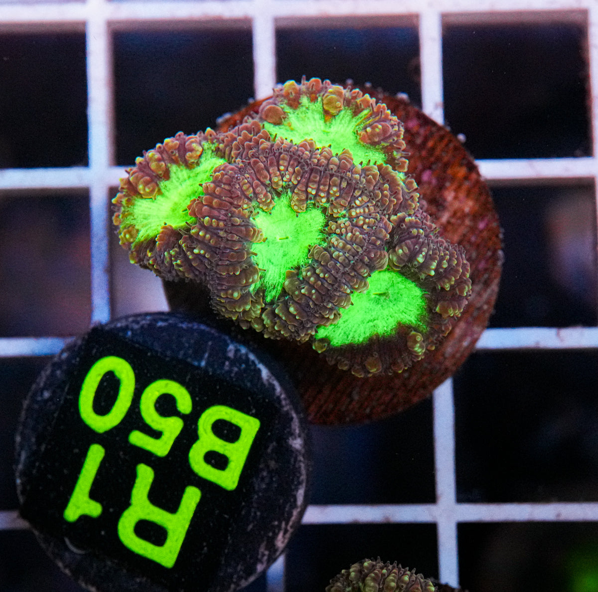 Aussie Aquacultured Blasto "WYSIWYG"