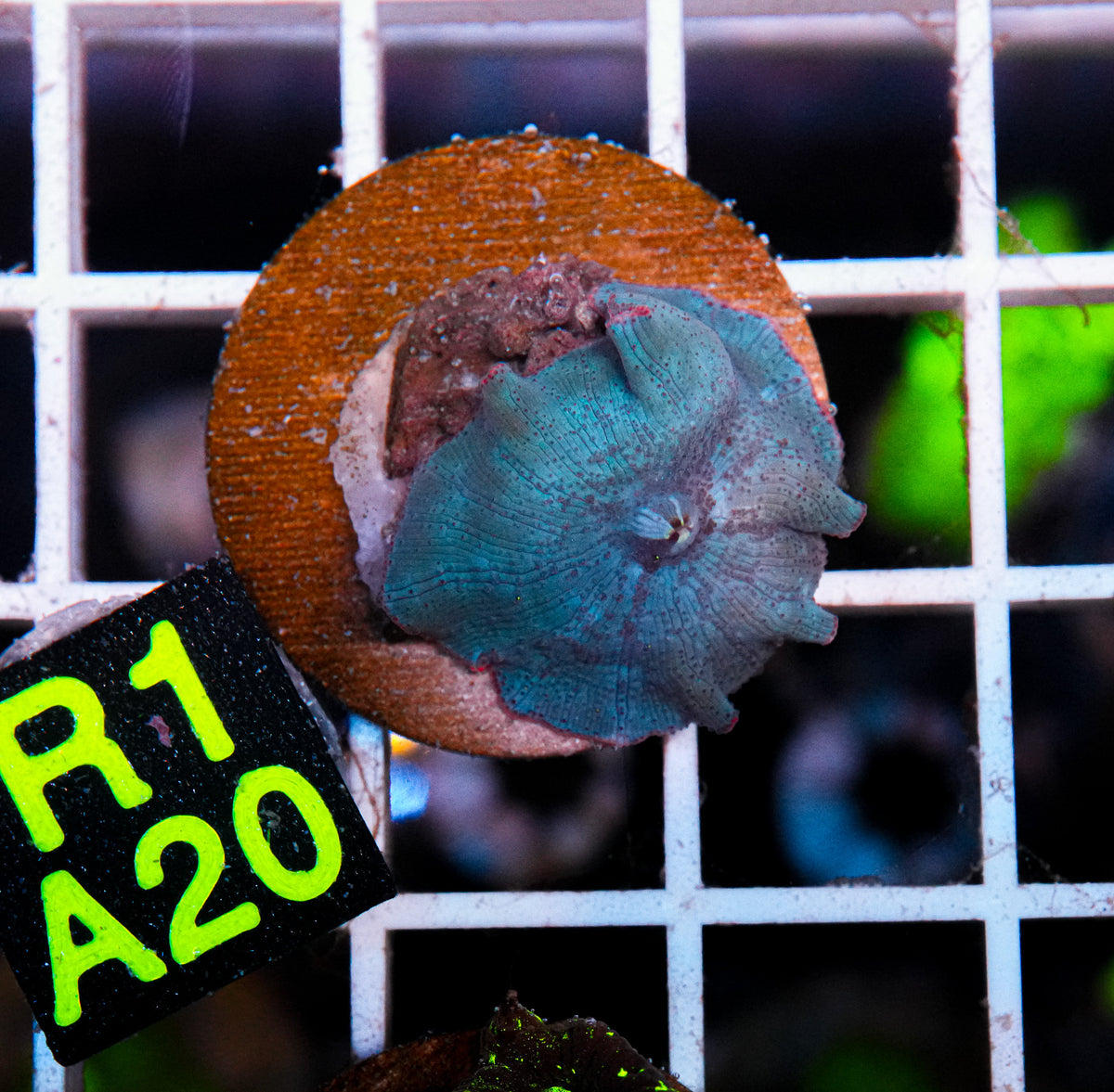 Aussie Aquacultured Baby Blue Shroom "WYSIWYG"