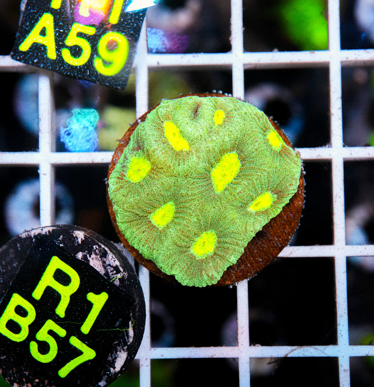 Aussie Aquacultured Favia "WYSIWYG"