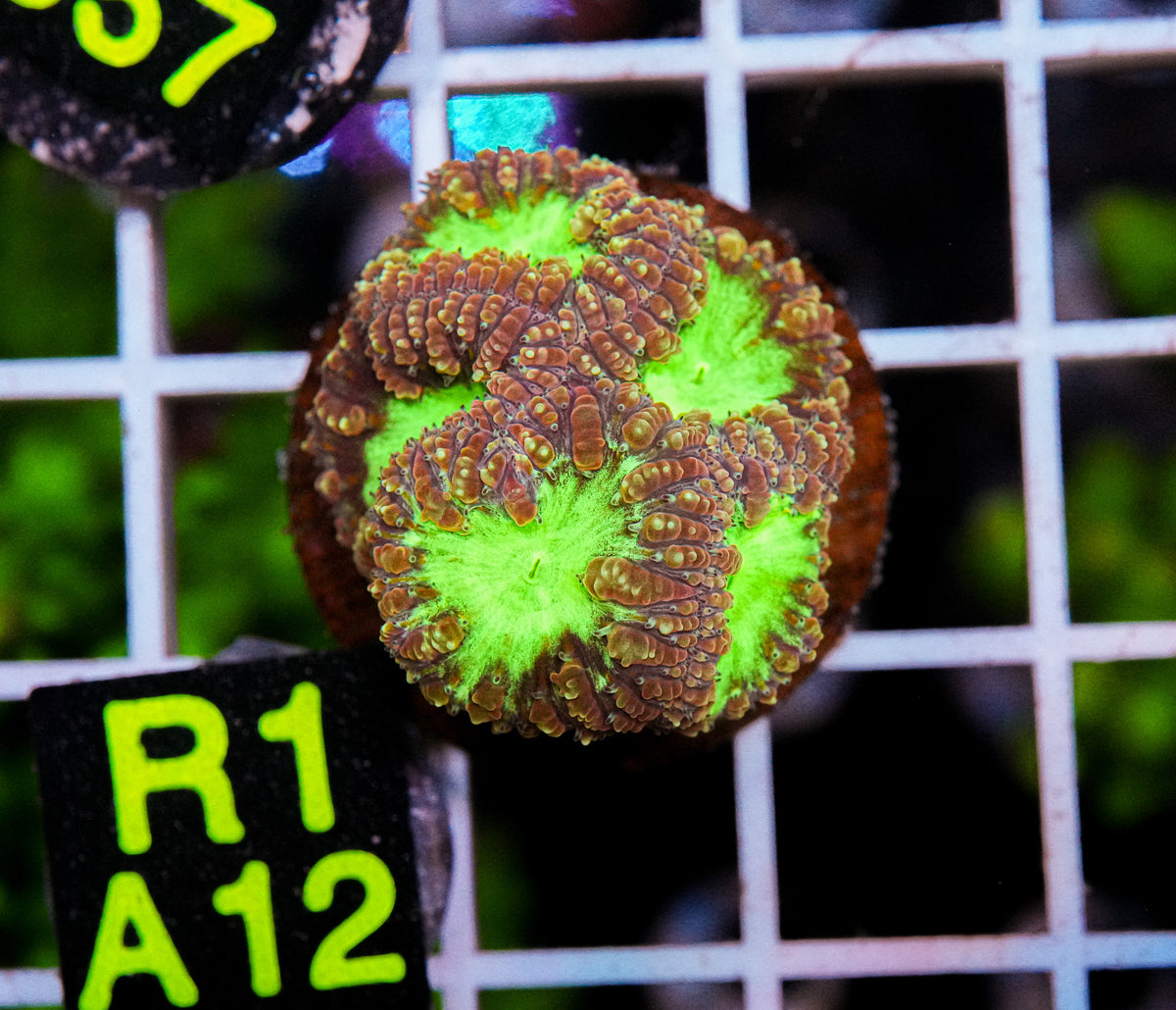 Aussie Aquacultured Blasto "WYSIWYG"