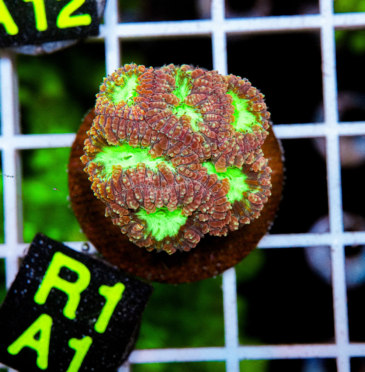 Aussie Aquacultured Blasto "WYSIWYG"