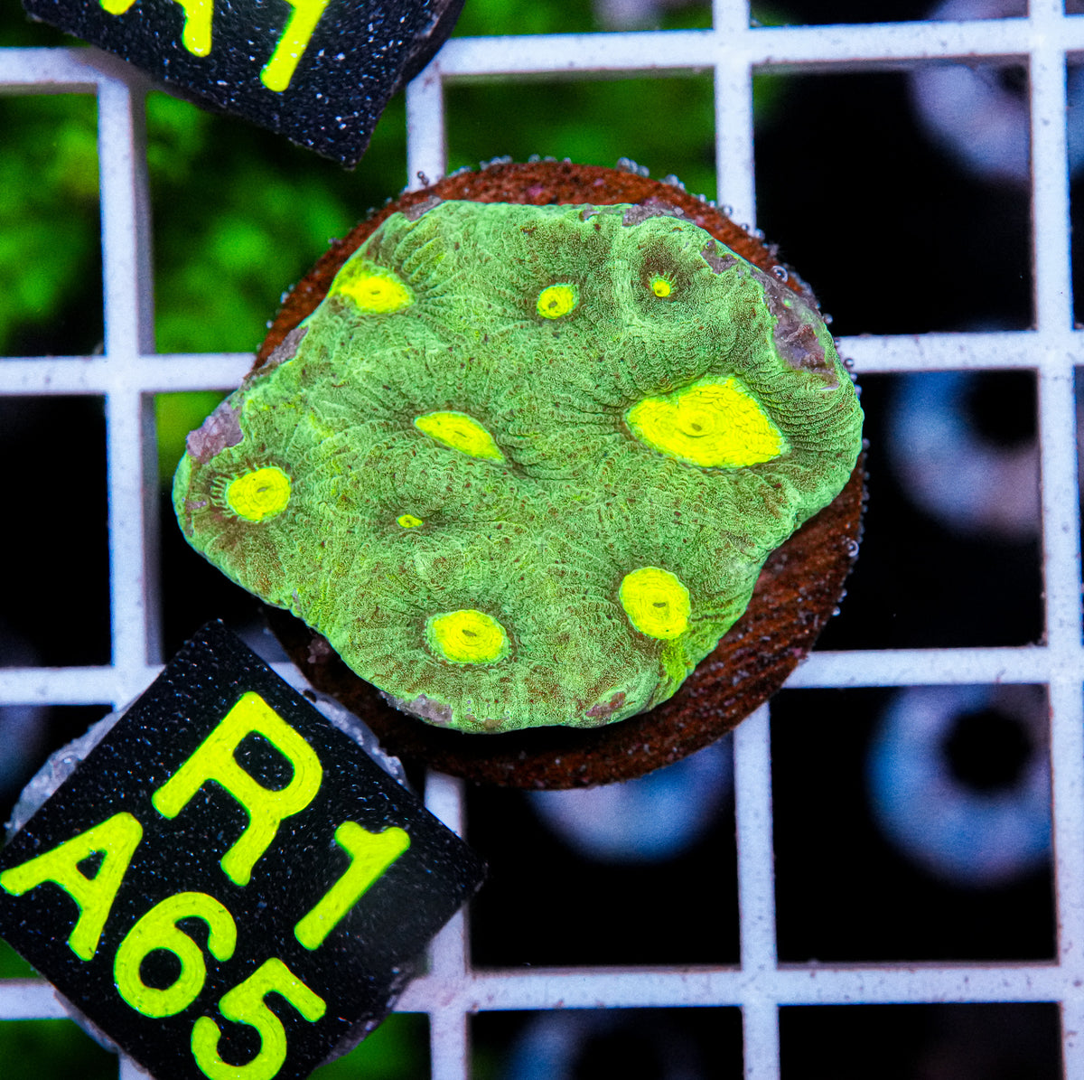 Aussie Aquacultured Favia "WYSIWYG"