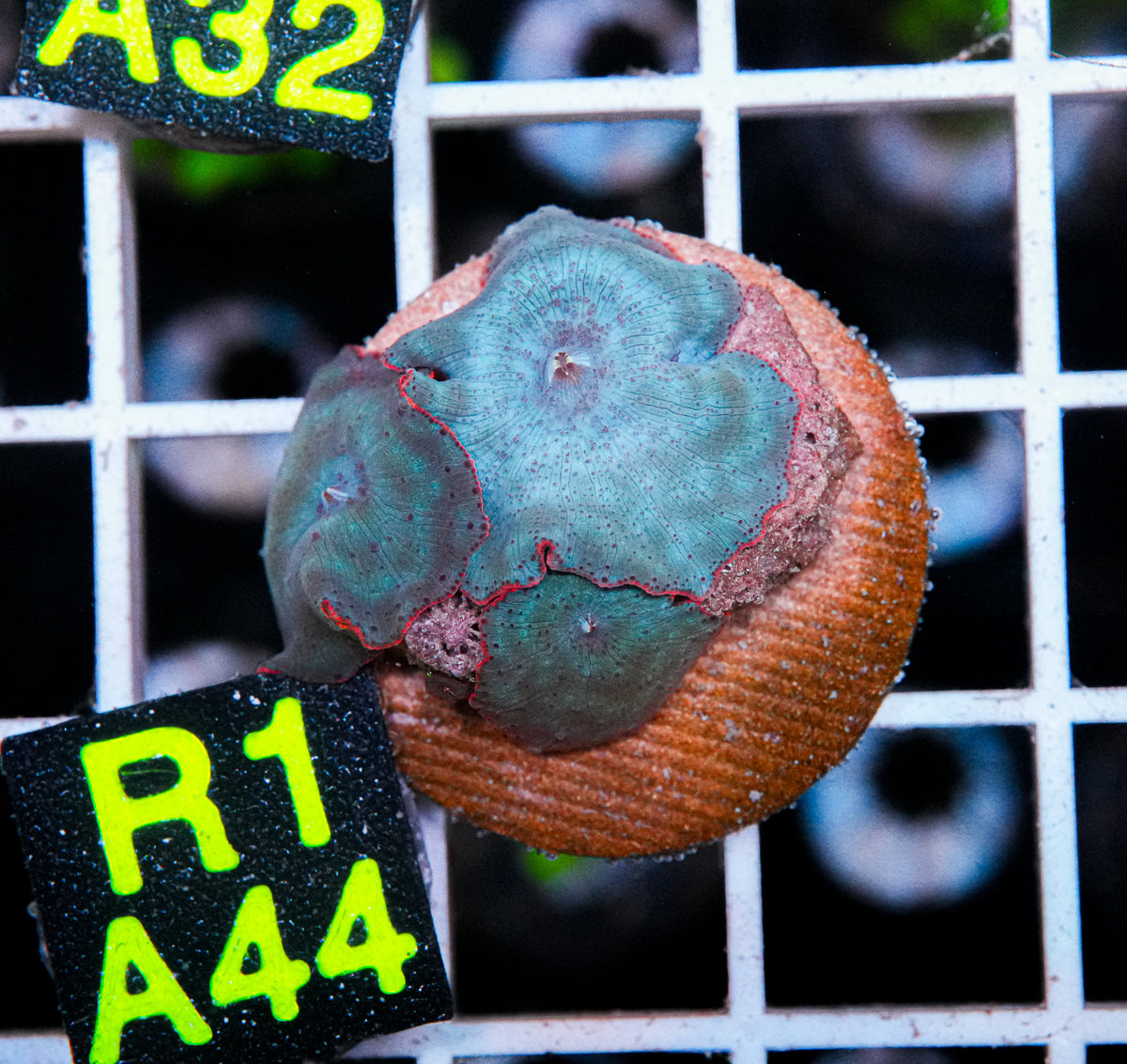 Aussie Aquacultured Baby Blue Shroom "WYSIWYG"