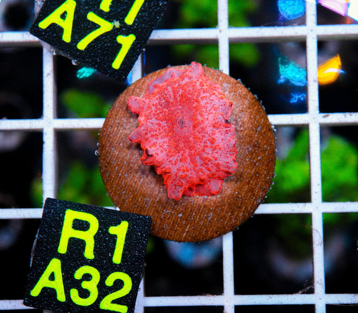 Aussie Aquacultured Stripper Lips Shroom "WYSIWYG"