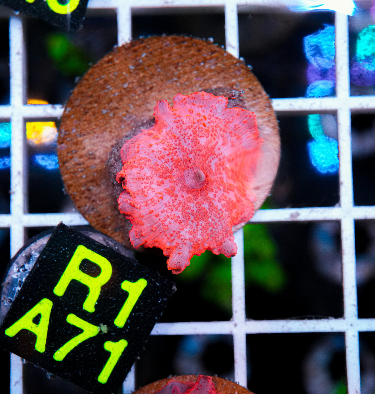 Aussie Aquacultured Stripper Lips Shroom "WYSIWYG"
