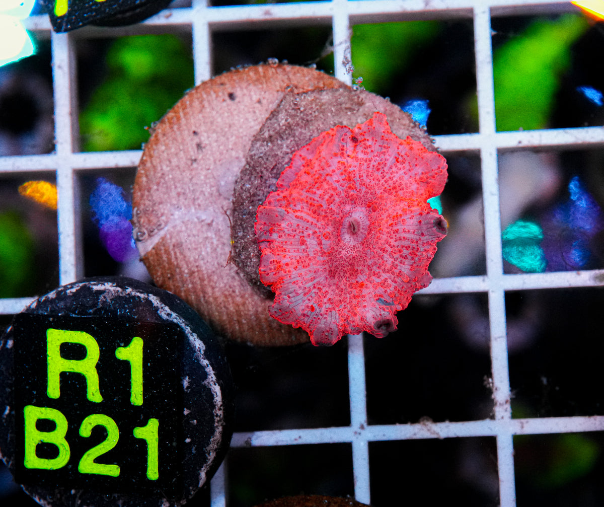 Aussie Aquacultured Stripper Lips Shroom "WYSIWYG"