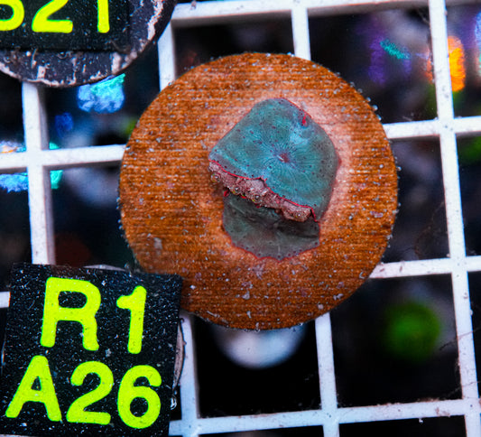 Aussie Aquacultured Baby Blue Shroom "WYSIWYG"