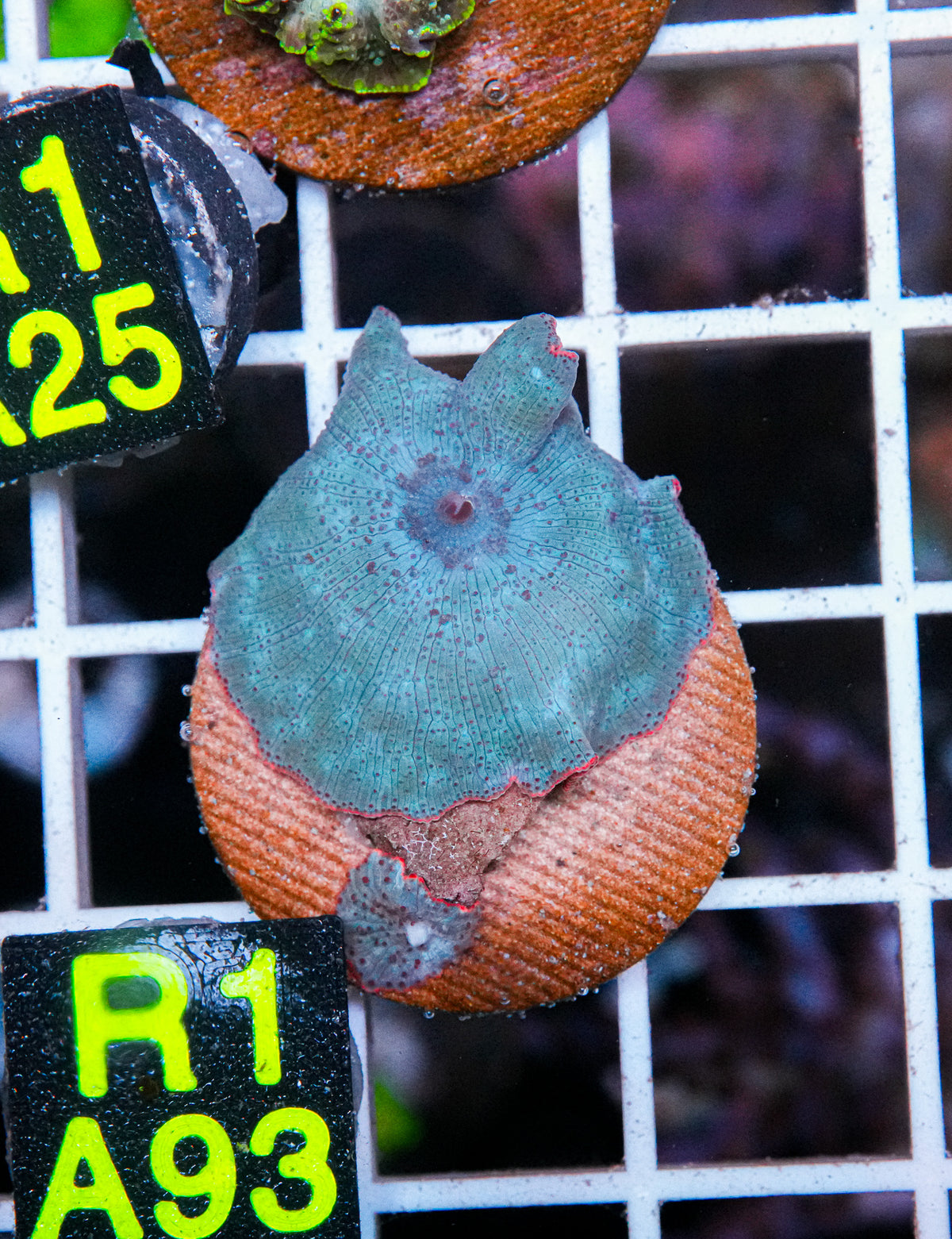 Aussie Aquacultured Baby Blue Shroom "WYSIWYG"