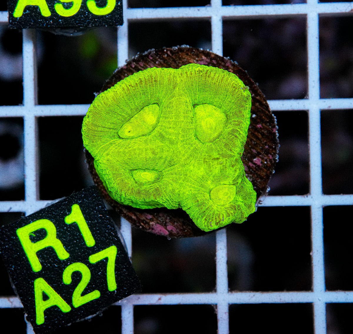 Aussie Aquacultured Goniastrea "WYSIWYG"