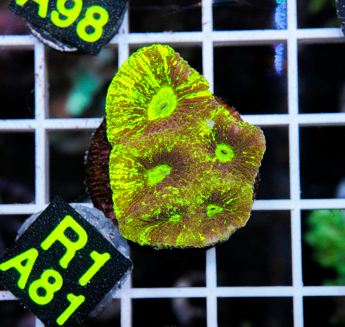 Aussie Aquacultured Goniastrea "WYSIWYG"