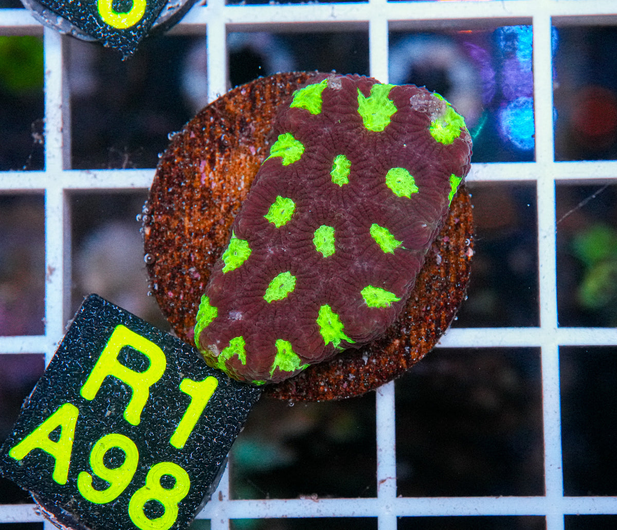 Aussie Aquacultured Favia "WYSIWYG"