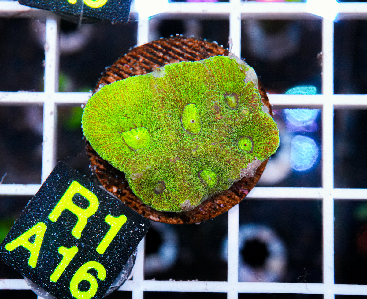 Aussie Aquacultured Favia "WYSIWYG"