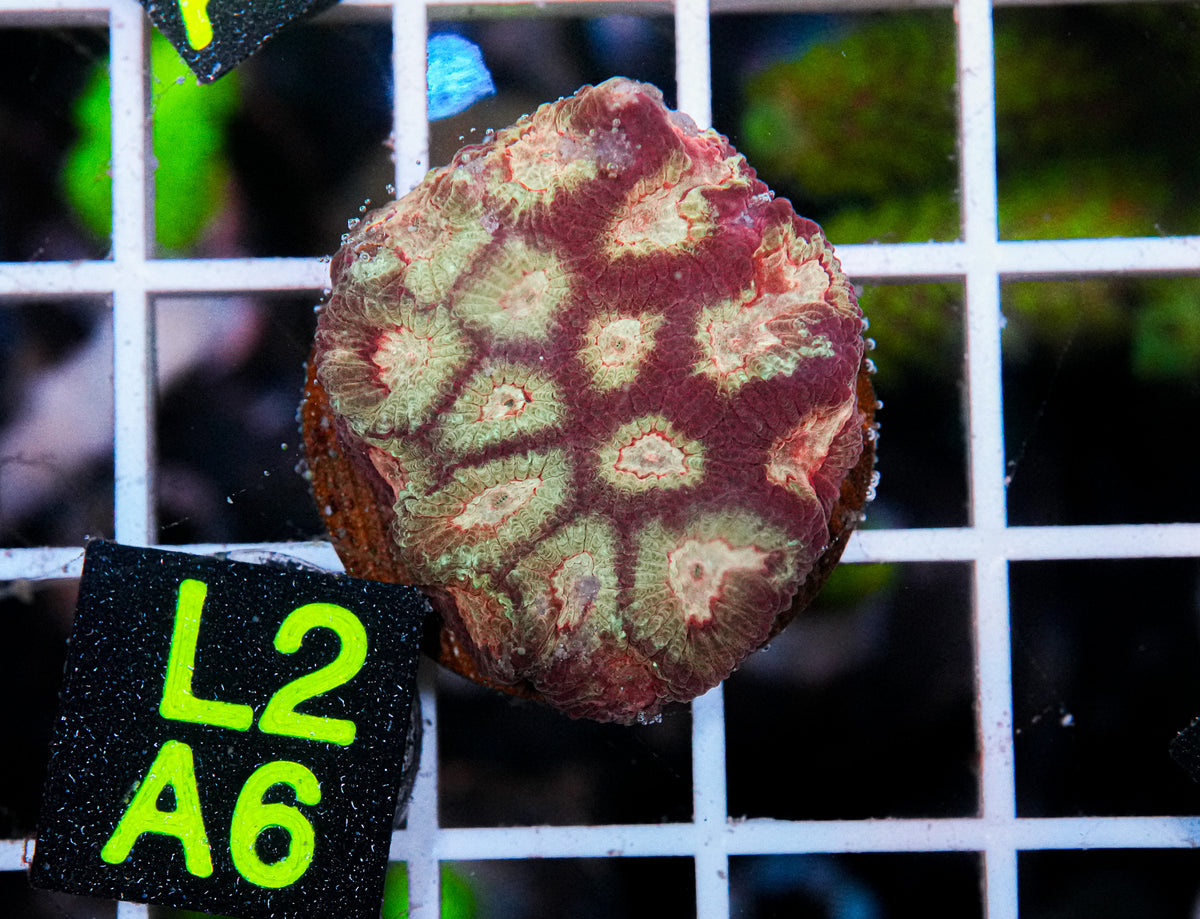 Aussie Aquacultured Favia "WYSIWYG"