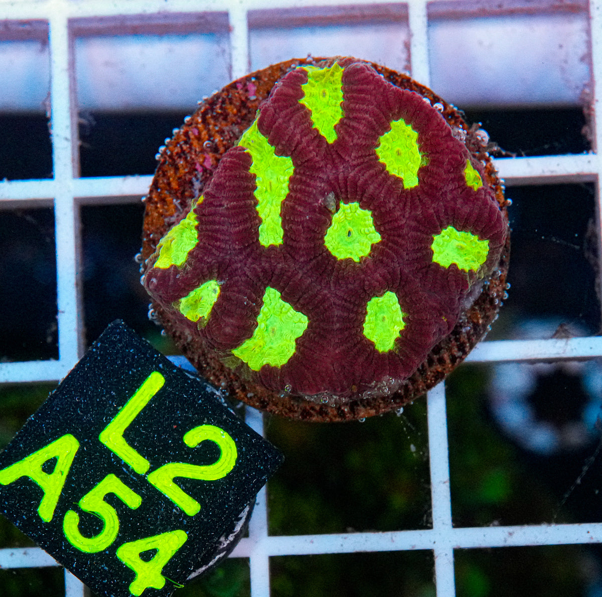 Aussie Aquacultured Favia "WYSIWYG"