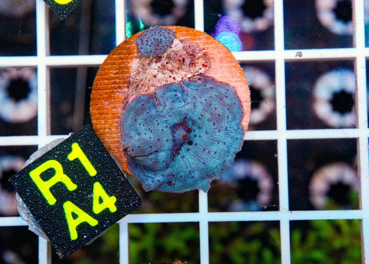 Aussie Aquacultured Baby Blue Shroom "WYSIWYG"
