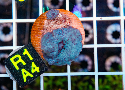 Aussie Aquacultured Baby Blue Shroom "WYSIWYG"