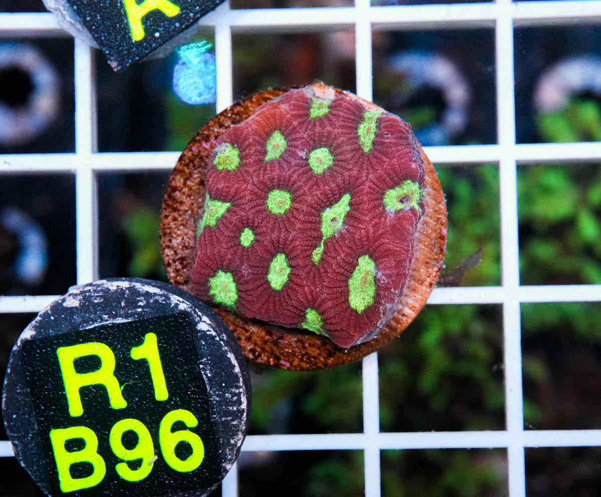 Aussie Aquacultured Favia "WYSIWYG"