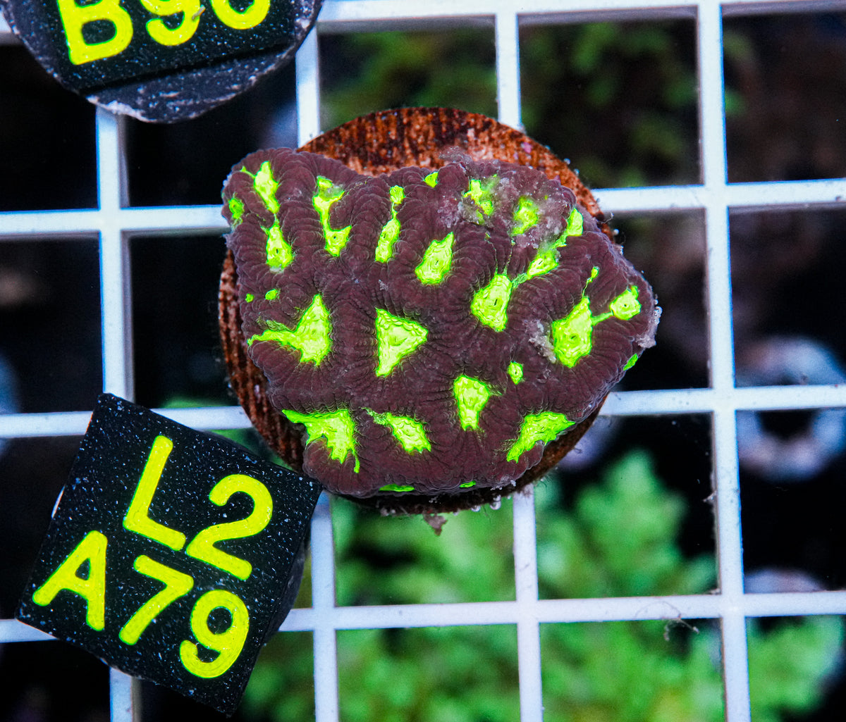 Aussie Aquacultured Favia "WYSIWYG"