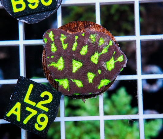 Aussie Aquacultured Favia "WYSIWYG"