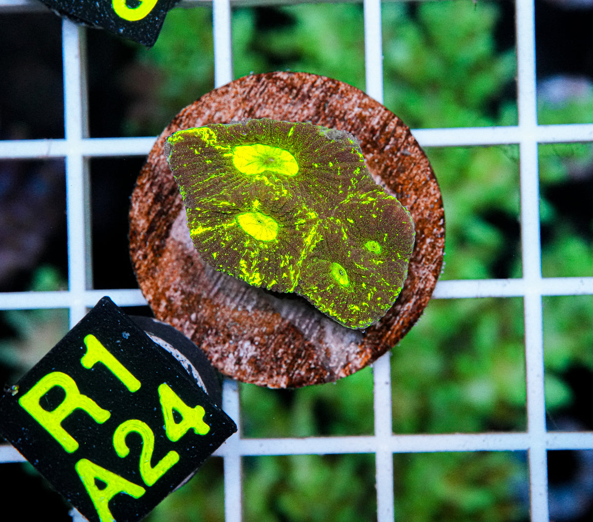 Aussie Aquacultured Goniastrea "WYSIWYG"