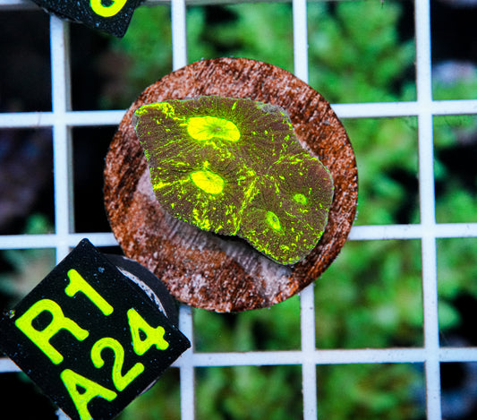 Aussie Aquacultured Goniastrea "WYSIWYG"