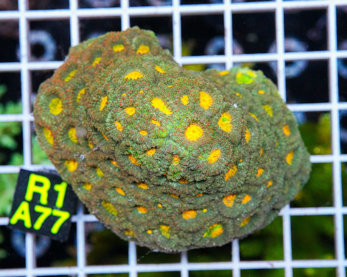 Skittles Favia Colony "WYSIWYG"