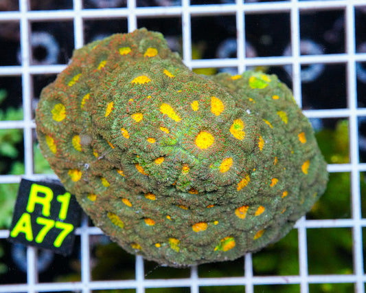 Skittles Favia Colony "WYSIWYG"