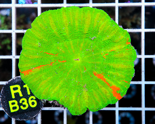Ultra Bleeding Apple Scoly "WYSIWYG"