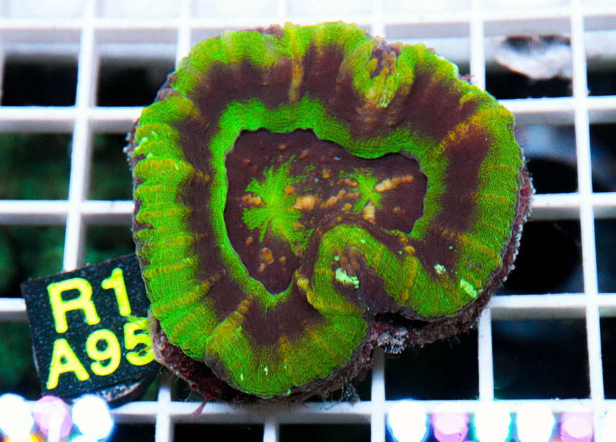 Ultra UFO Scoly "WYSIWYG"