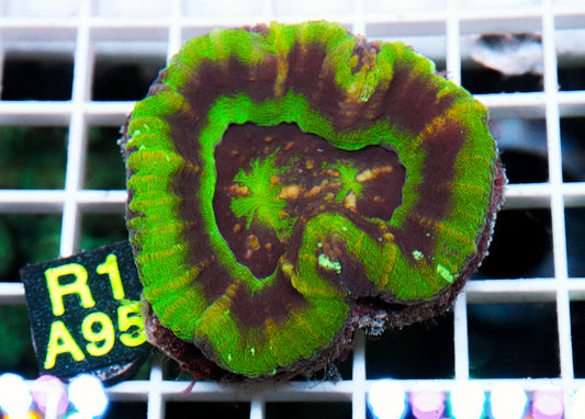 Ultra UFO Scoly "WYSIWYG"