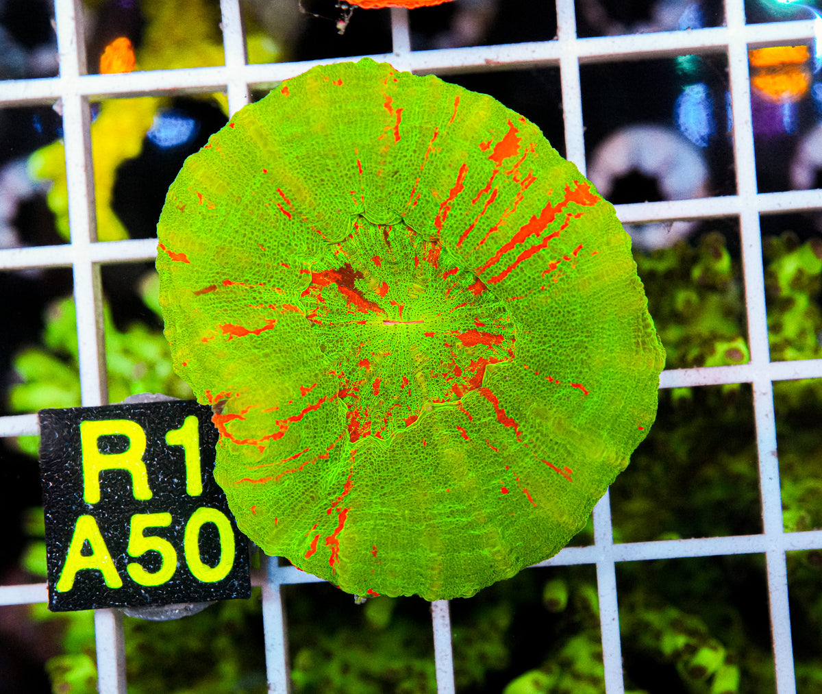 Ultra Bleeding Apple Scoly "WYSIWYG"