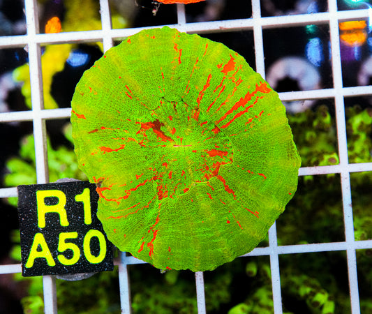Ultra Bleeding Apple Scoly "WYSIWYG"