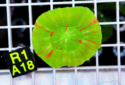 Ultra Bleeding Apple Scoly "WYSIWYG"
