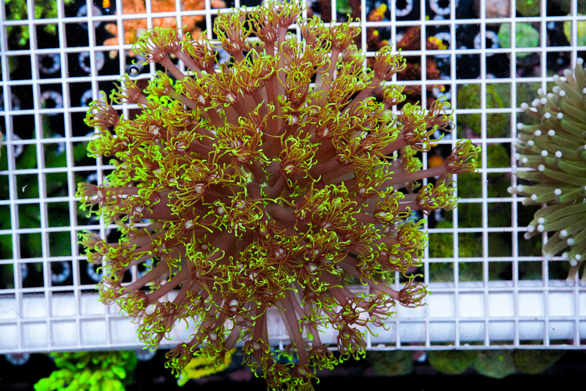 XXL Aussie Goniopora (Hardy) "WYSIWYG"
