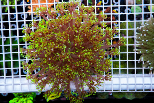 XXL Aussie Goniopora (Hardy) "WYSIWYG"