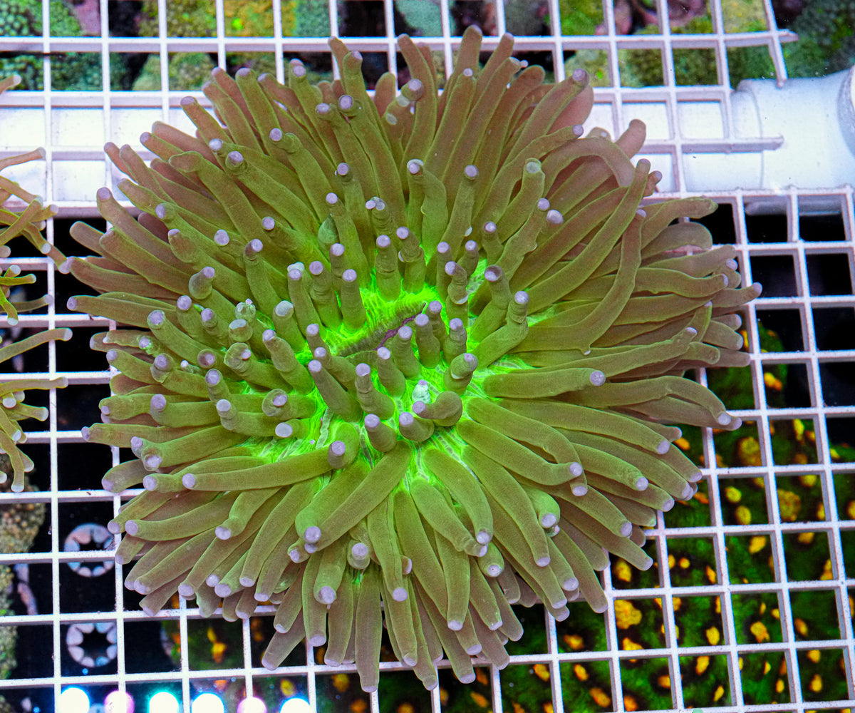 XXL Aussie Heliofungia (Hardy) "WYSIWYG"