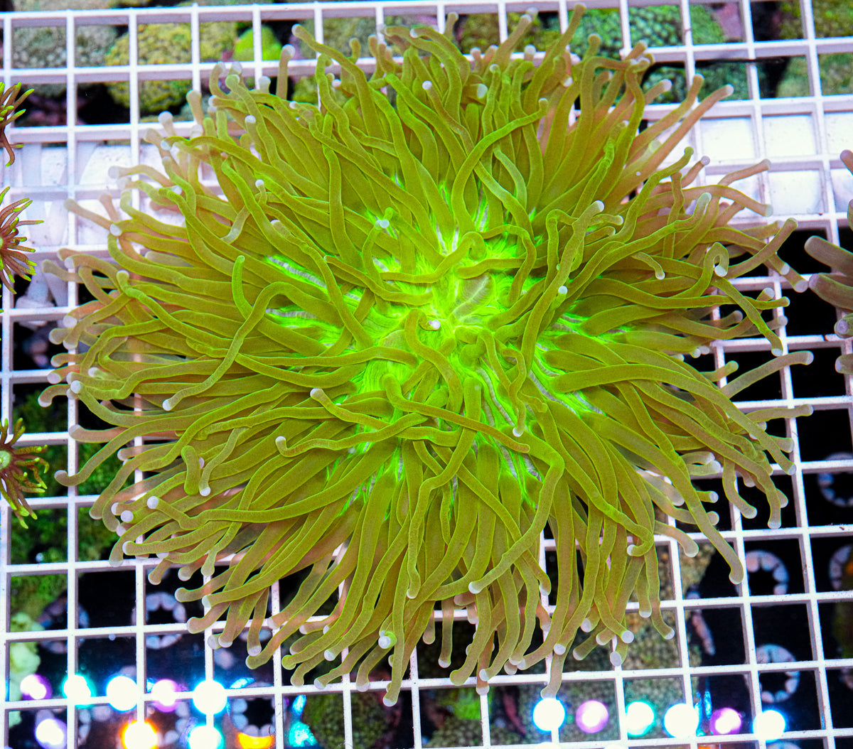 XXL Aussie Heliofungia (Hardy) "WYSIWYG"