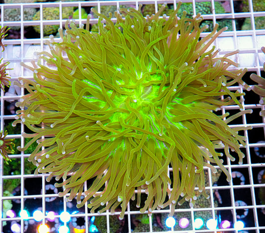 XXL Aussie Heliofungia (Hardy) "WYSIWYG"