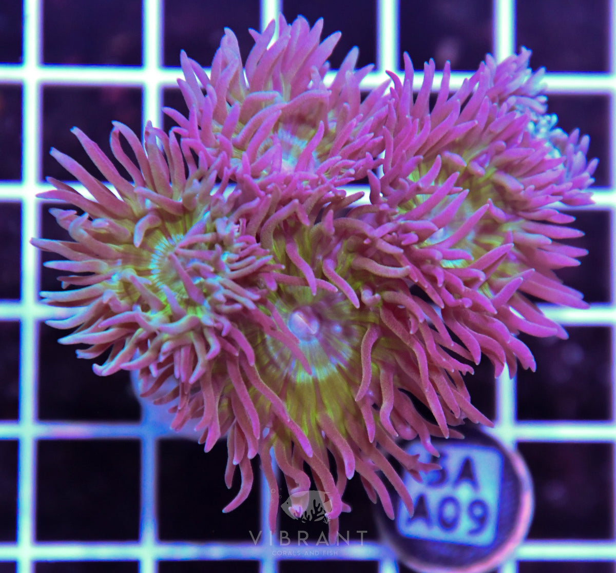 Duncan Colony AUS