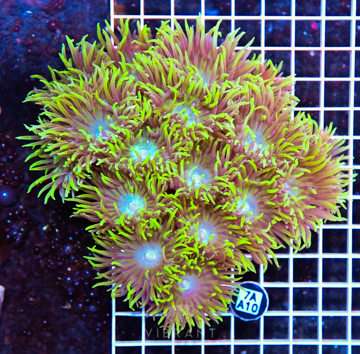 Duncan Colony AUS