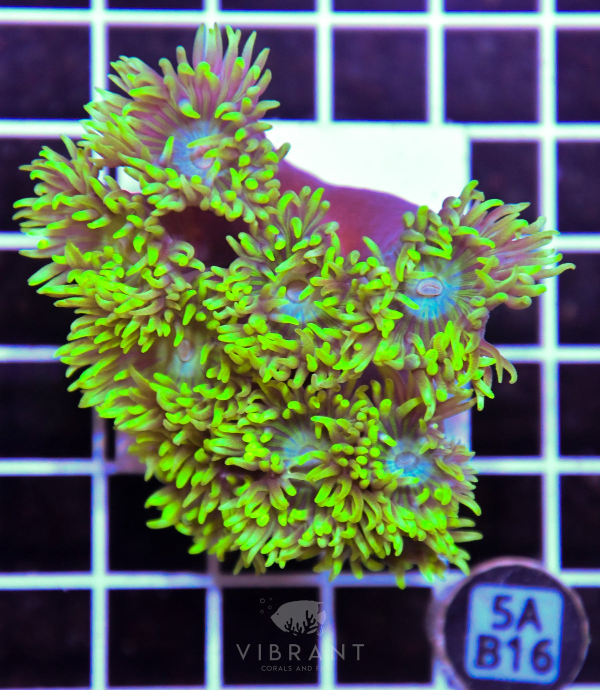 Duncan Colony AUS