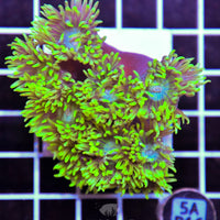 Duncan Colony AUS