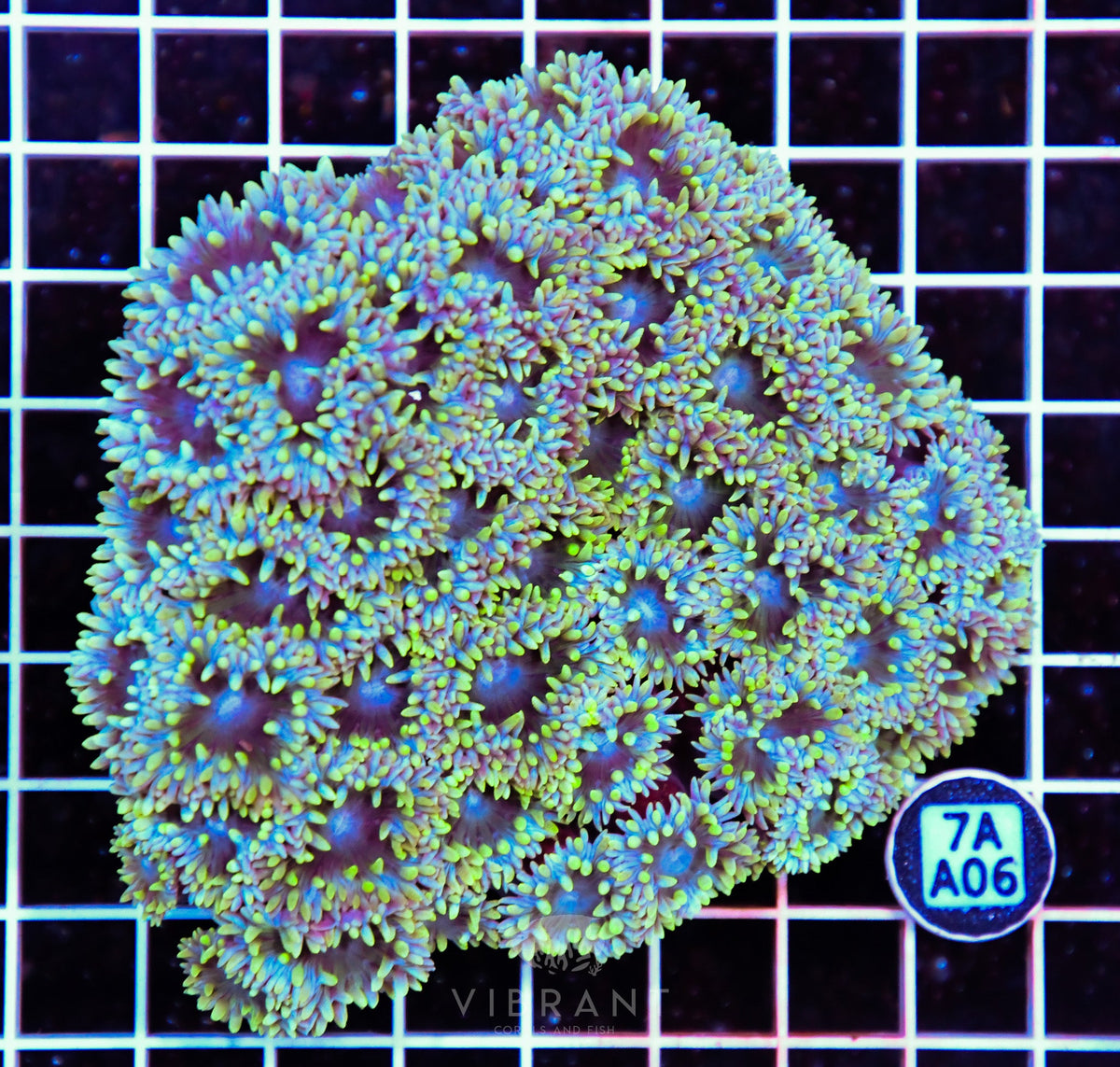 Duncan Colony AUS