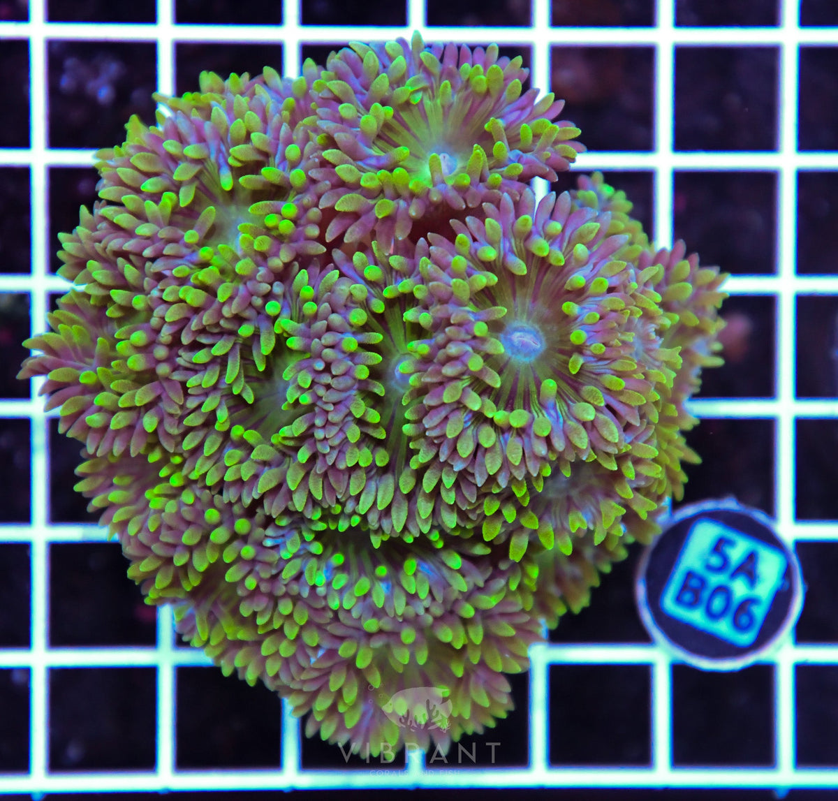 Duncan Colony AUS